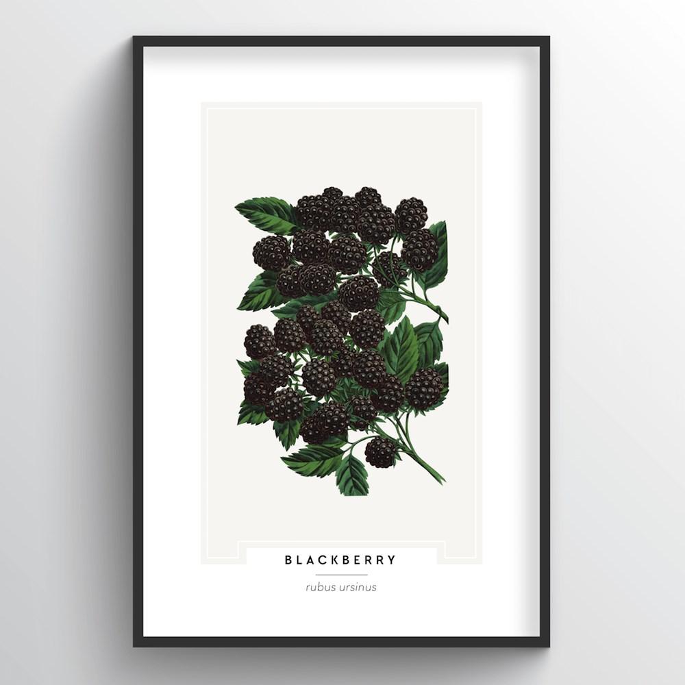 Blackberries Botanical Art Print - Point Two Design
