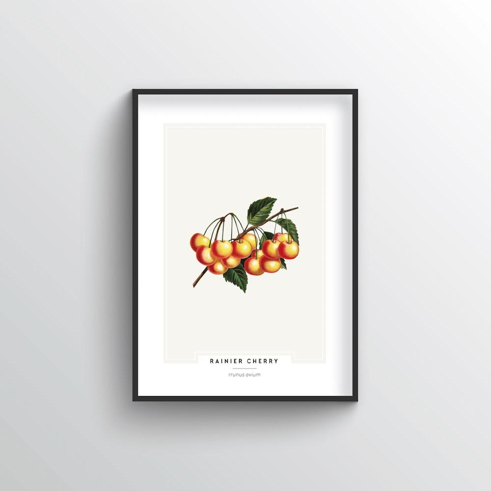 Cherries Botanical Art Print