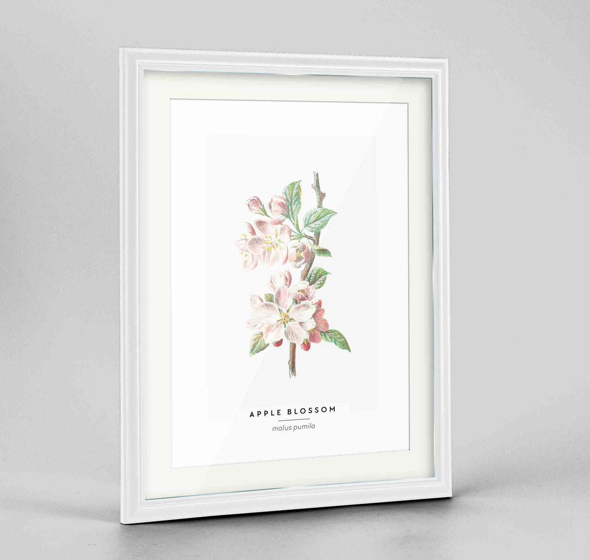 Apple Blossom Botanical Art Print - Framed