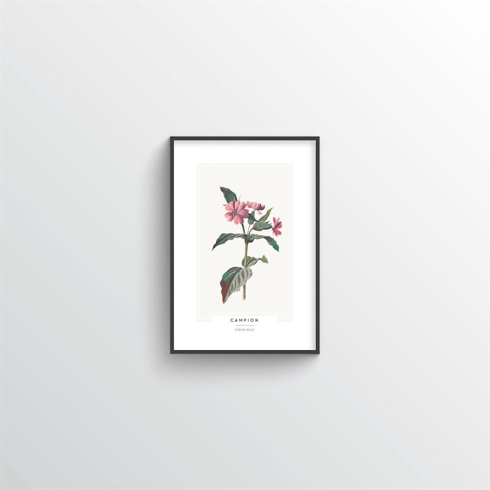 Champion Botanical Art Print