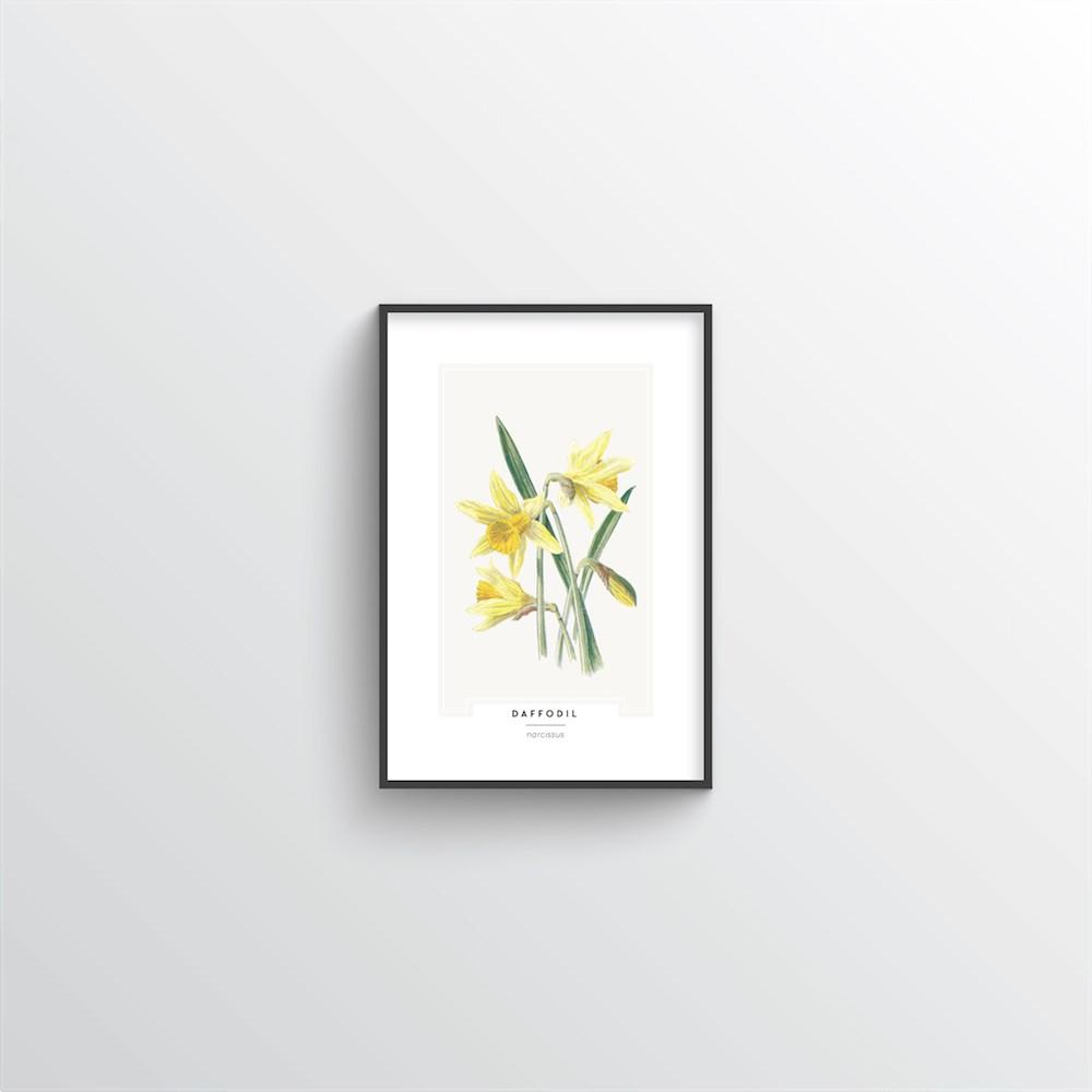 Daffodil Botanical Art Print