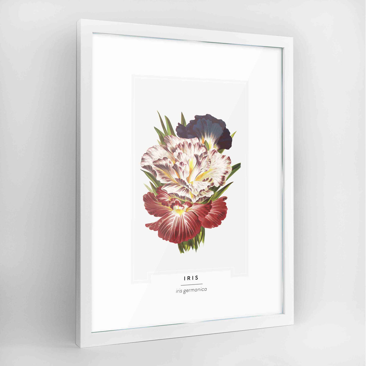 Iris Botanical Art Print - Framed
