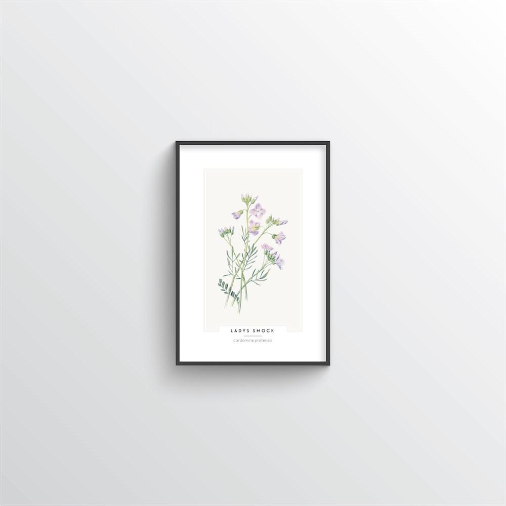 Lady&#39;s Smock Botanical Art Print