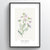 Ladys Smock Botanical Art Print
