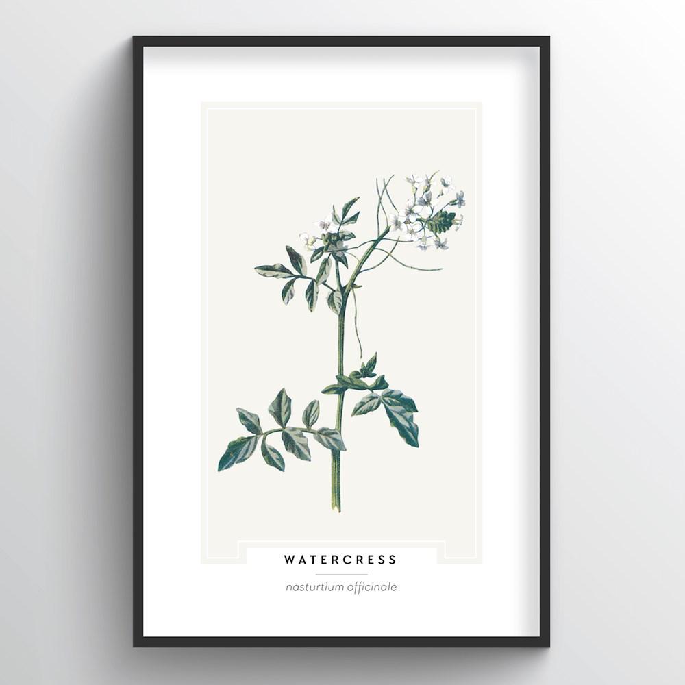 Watercress Botanical Art Print
