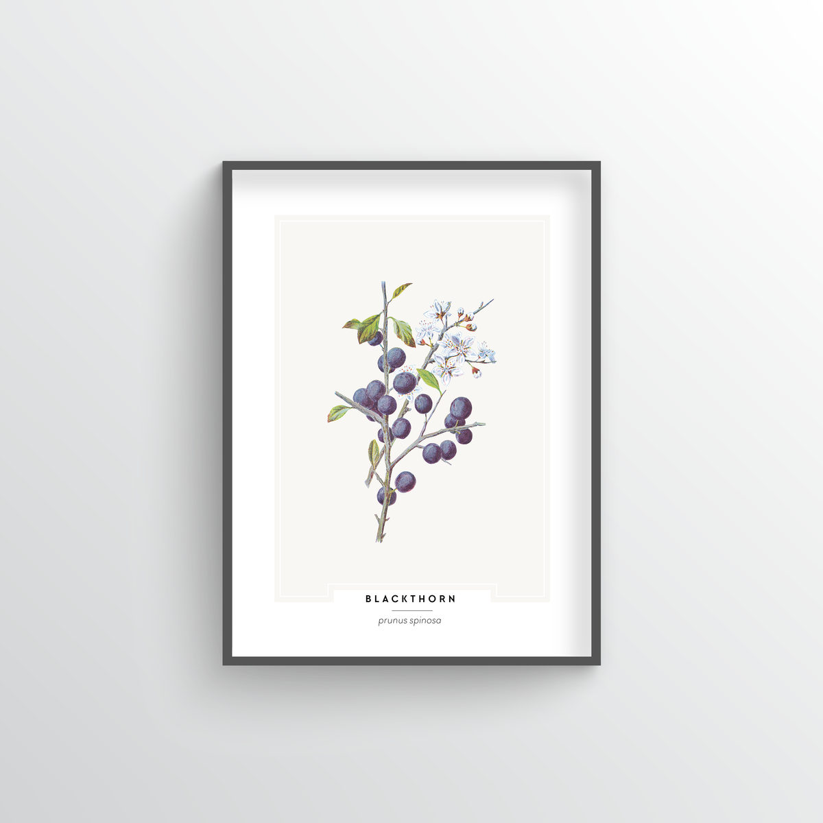 Blackthorn Botanical Art Print - Point Two Design