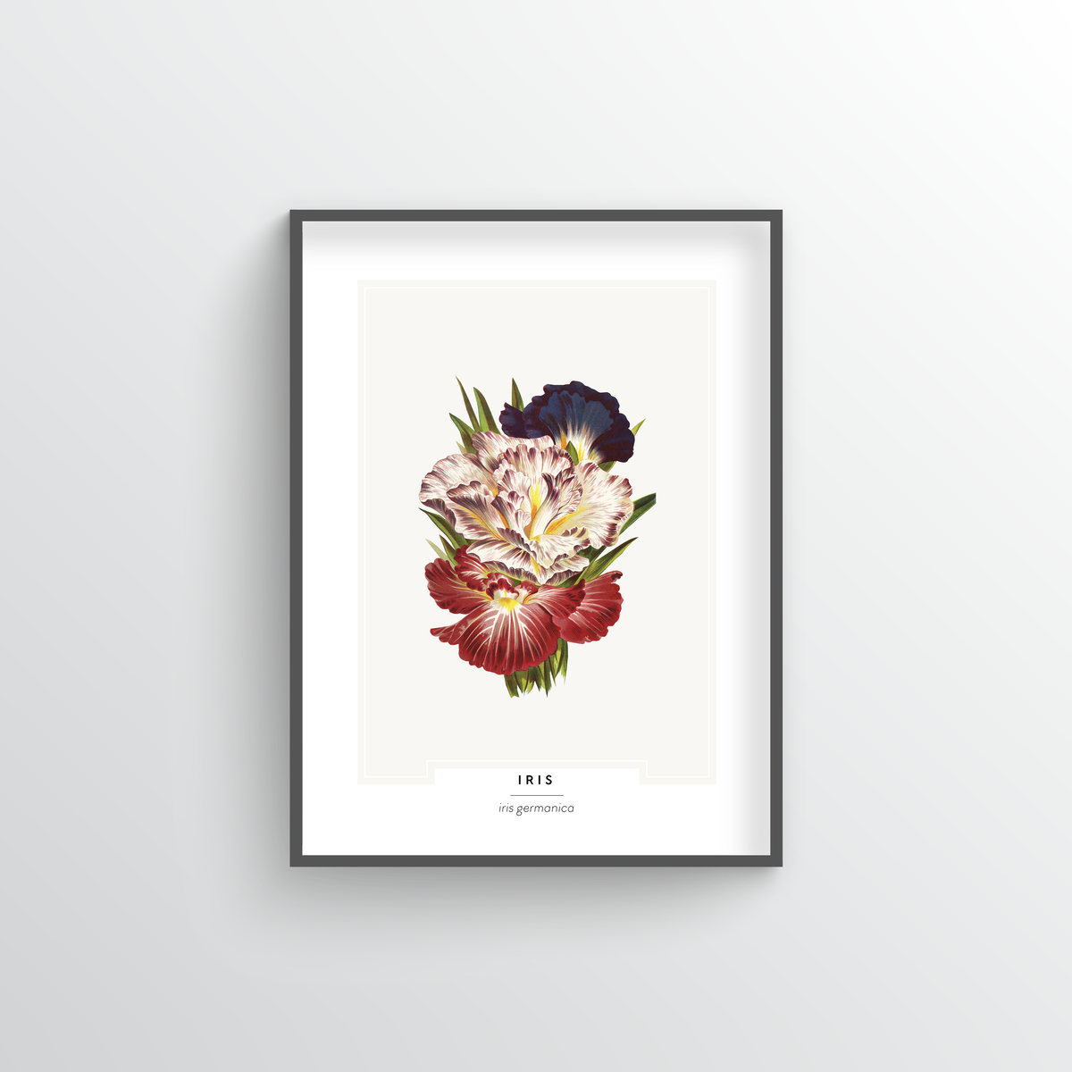 Iris Botanical Art Print
