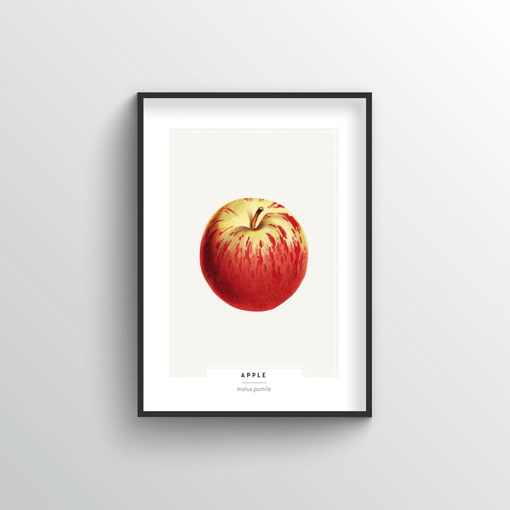 Apple Botanical Art Print