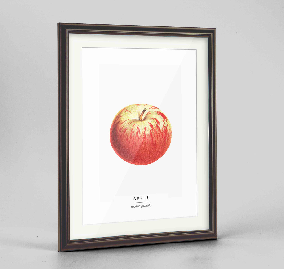 Apple Botanical Art Print - Framed