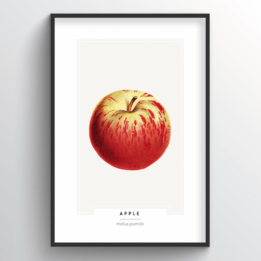 Apple Botanical Art Print - Point Two Design