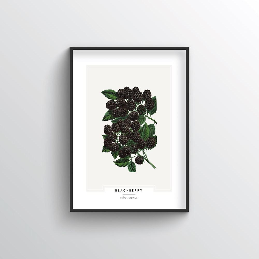 Blackberries Botanical Art Print