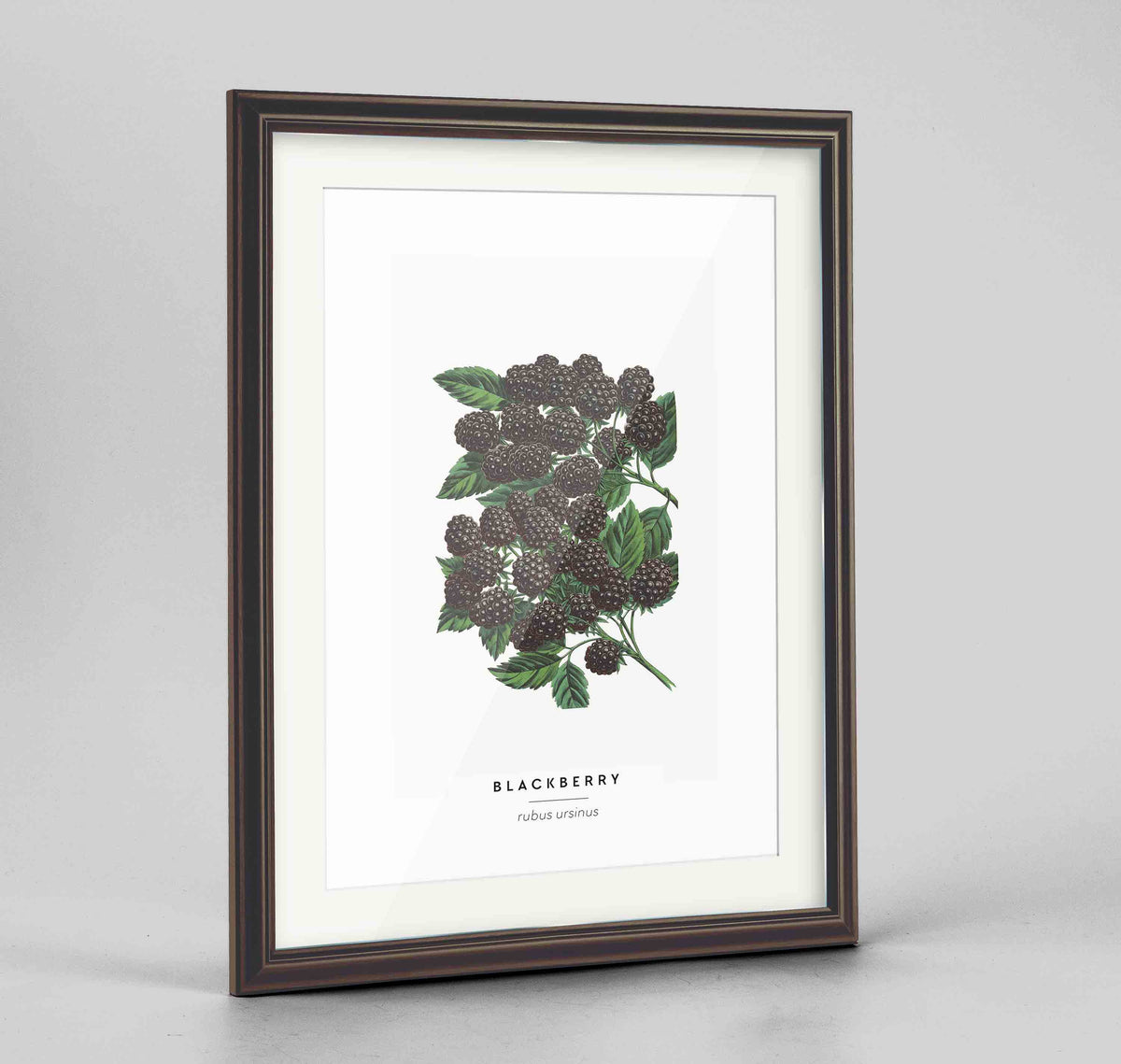 Blackberries Botanical Art Print - Framed