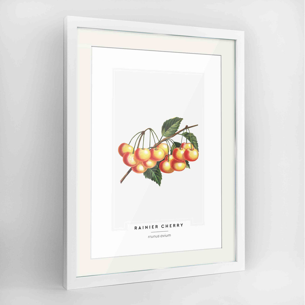 Cherries Botanical Art Print - Framed