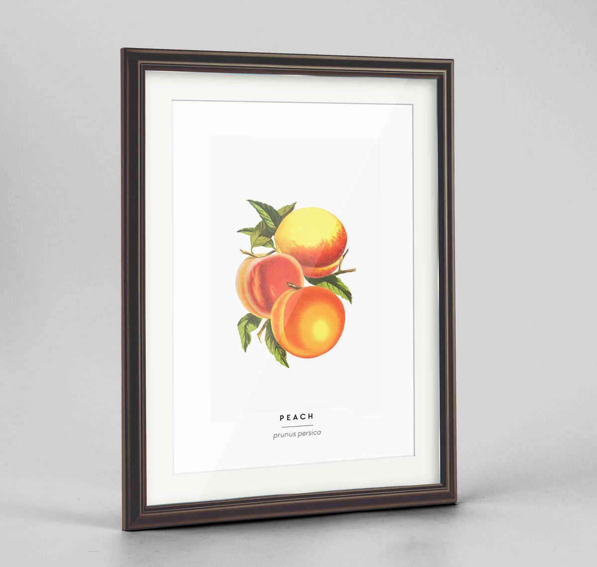 Peach Botanical Art Print - Framed