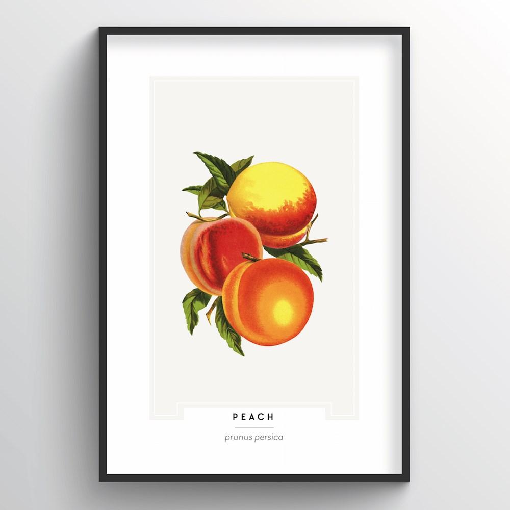 Peach Botanical Art Print