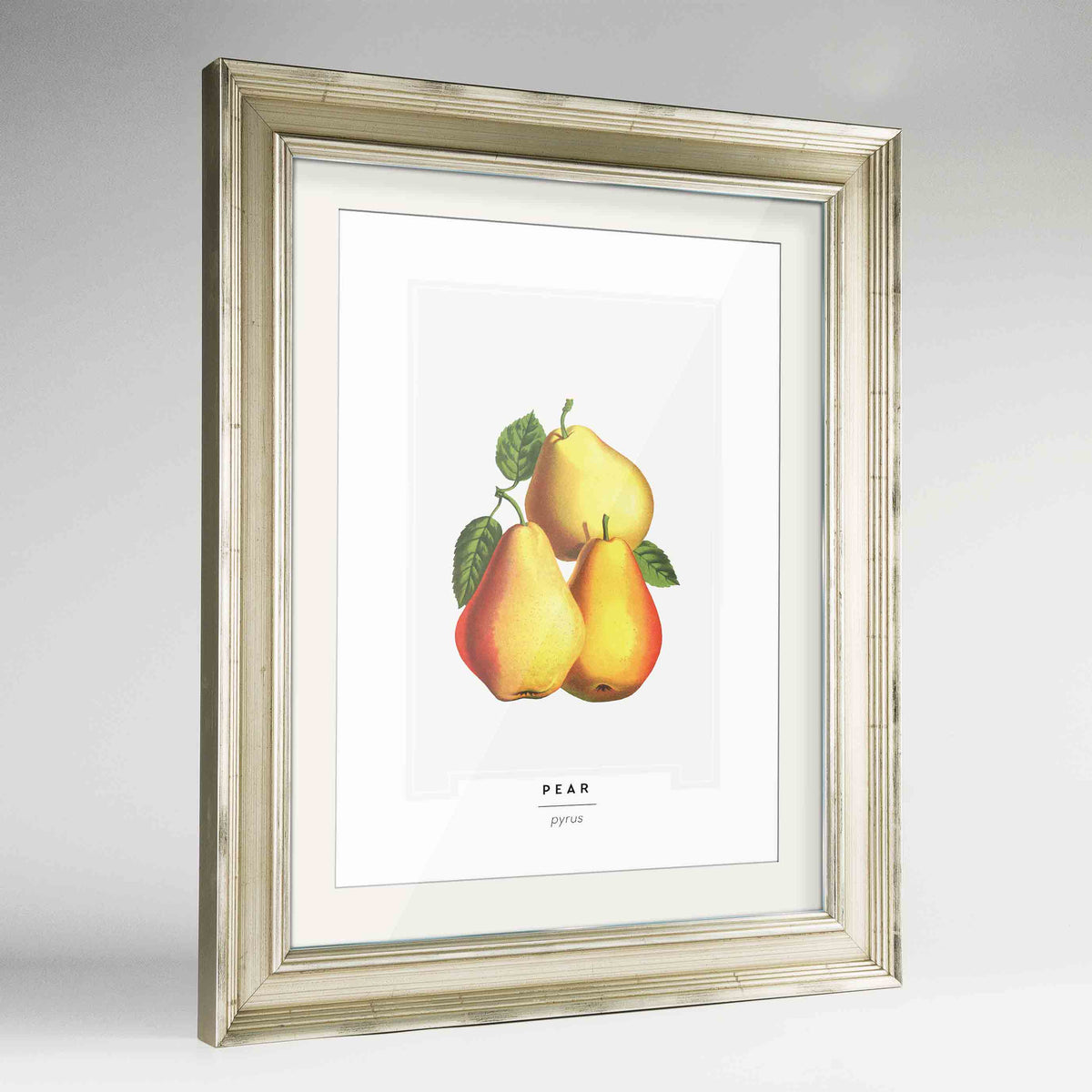 Pear Botanical Art Print - Framed