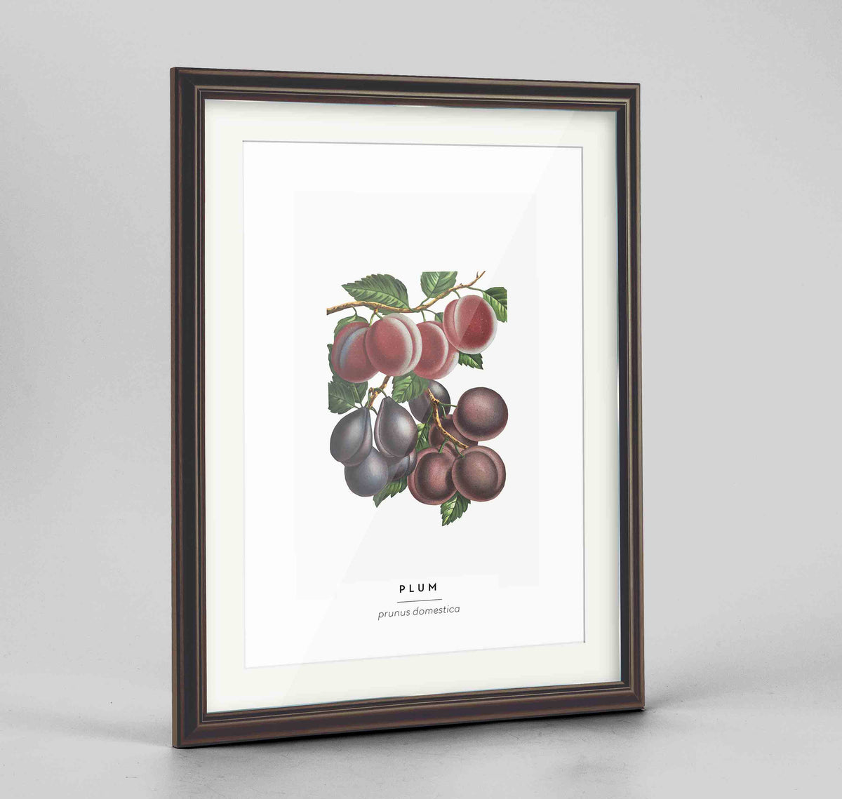 Plum Botanical Art Print - Framed