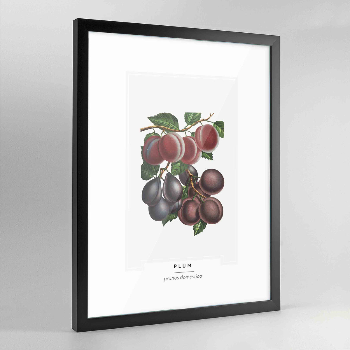 Plum Botanical Art Print - Framed