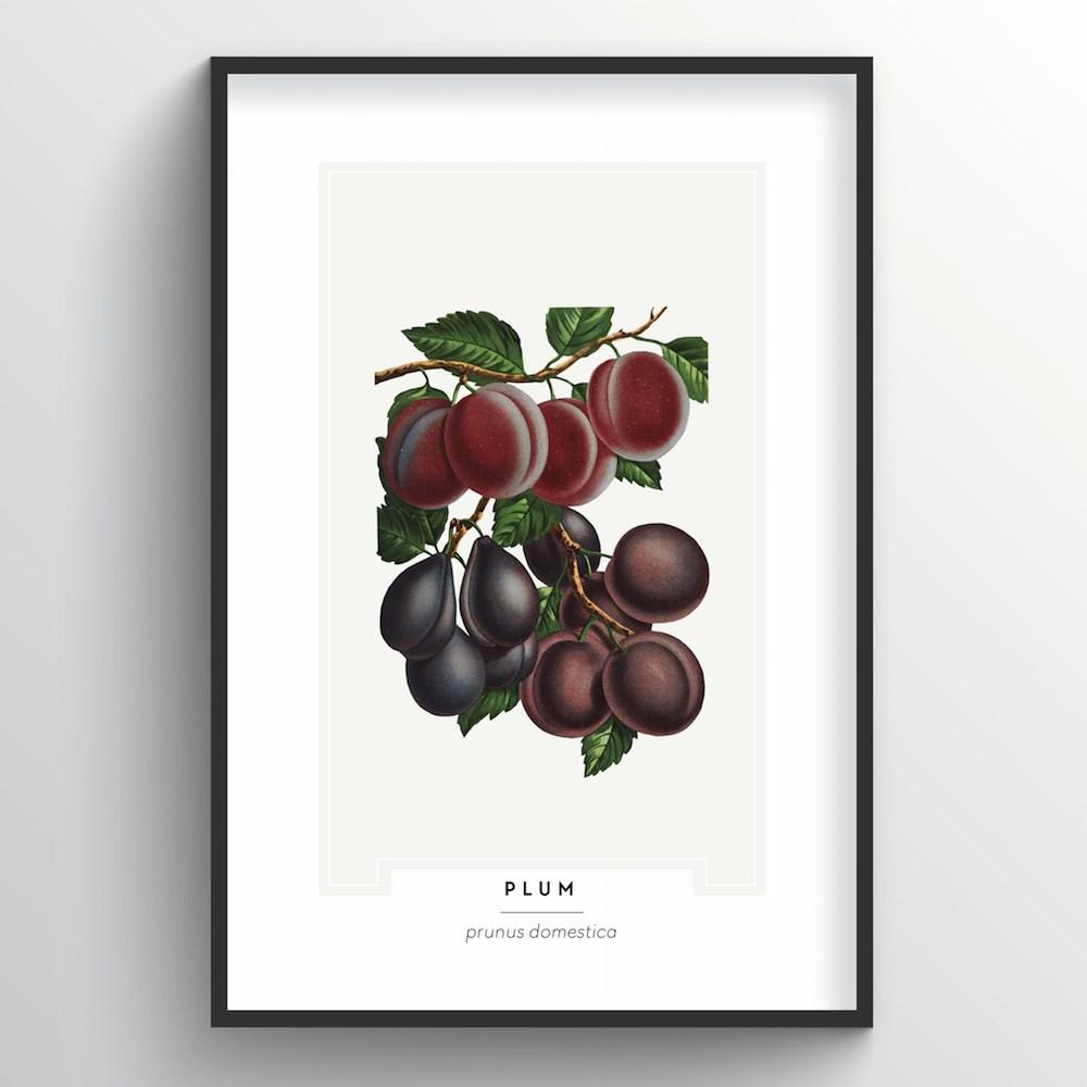 Plum Botanical Art Print