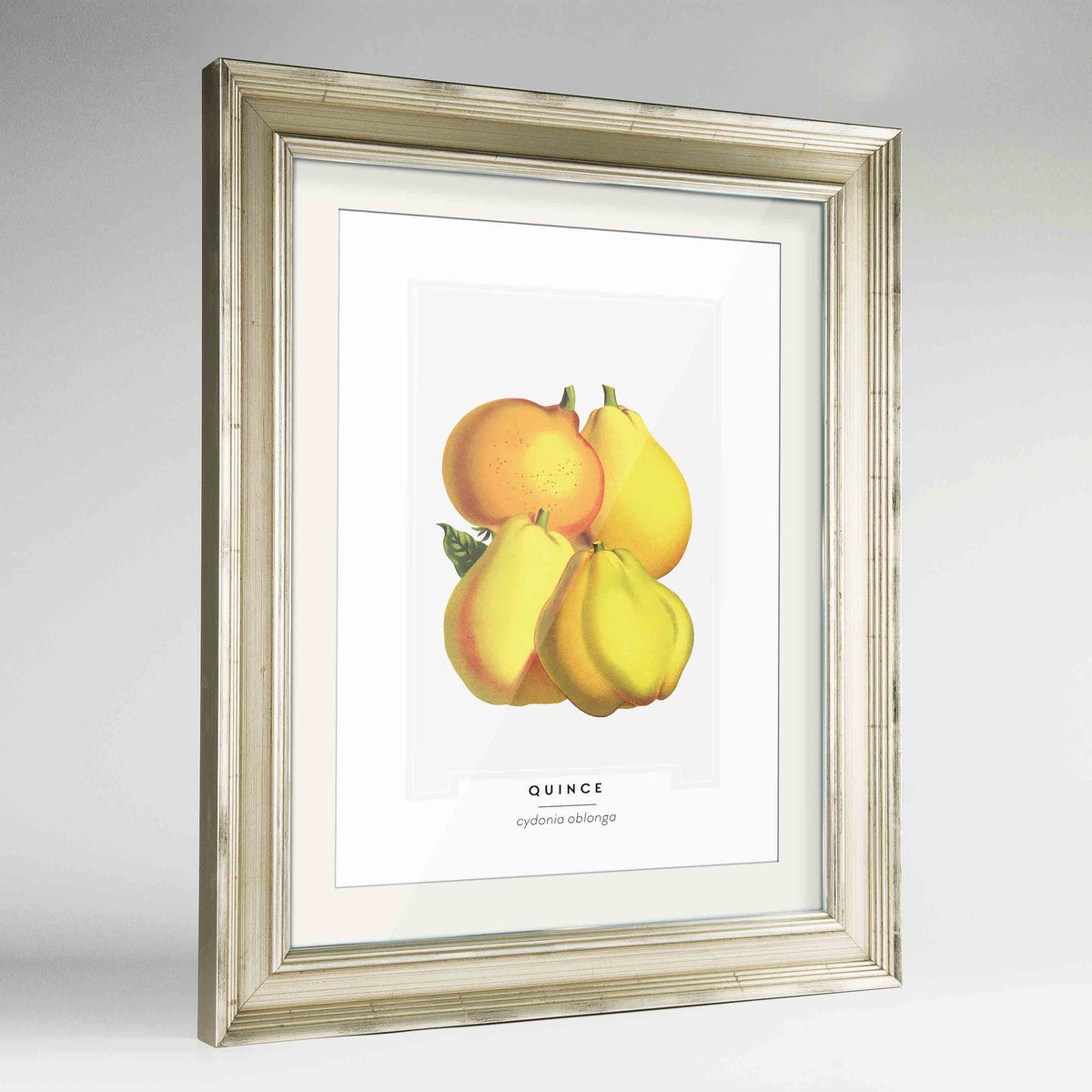 Quince Botanical Art Print - Framed