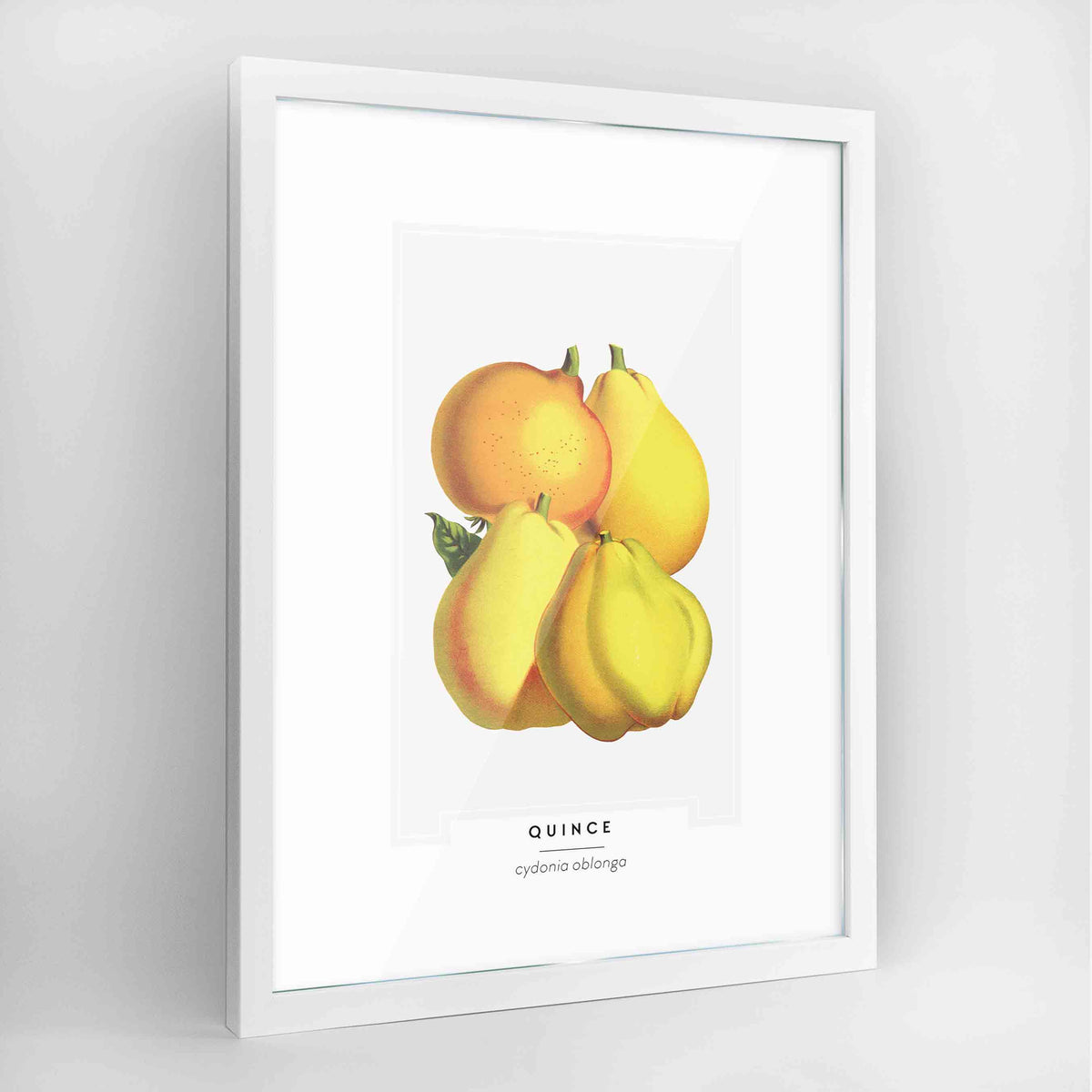 Quince Botanical Art Print - Framed