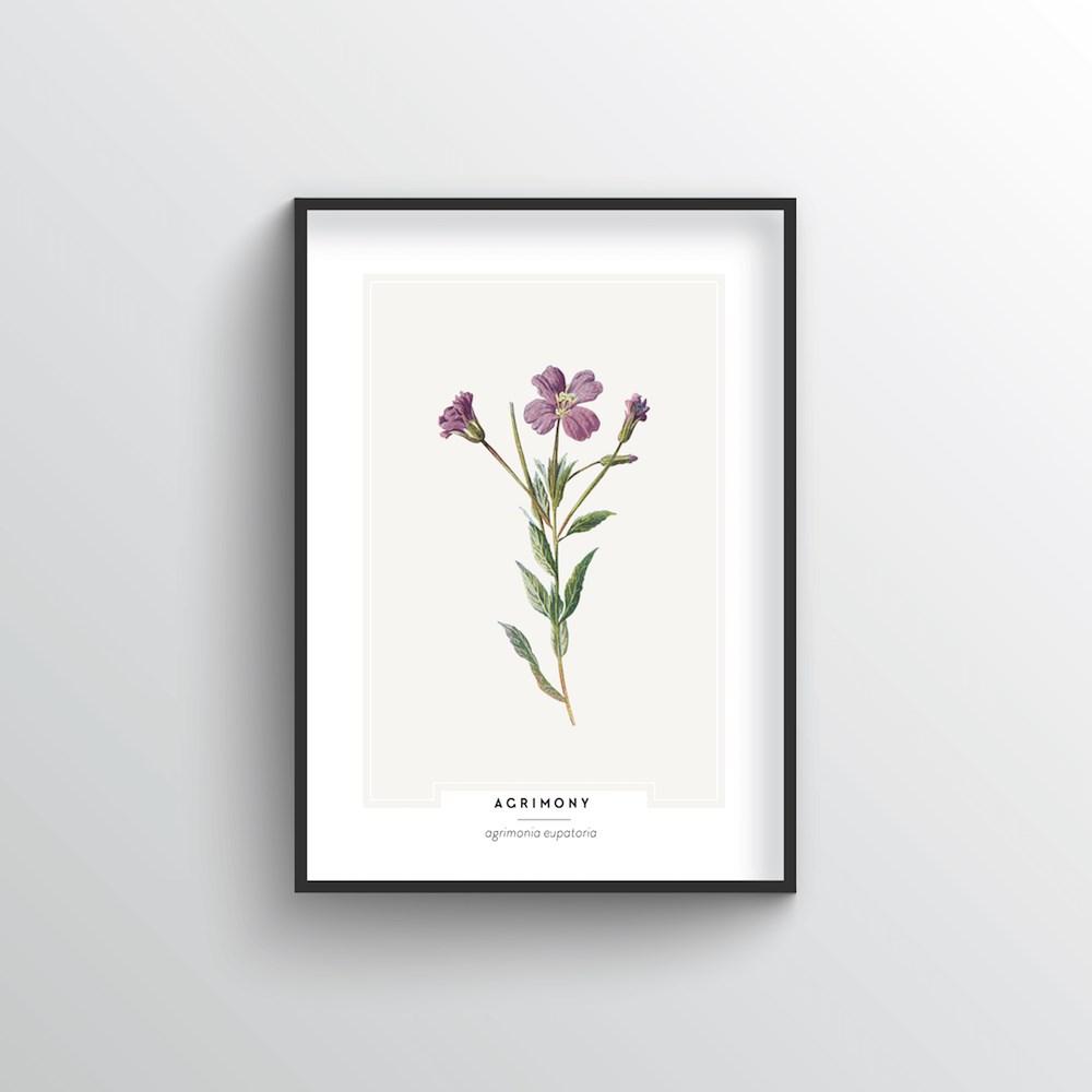 Agrimony Botanical Art Print