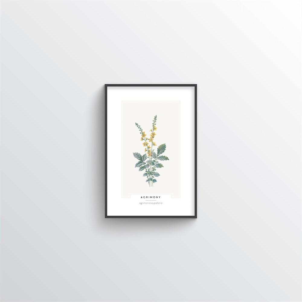 Agrimony Botanical Art Print - Point Two Design