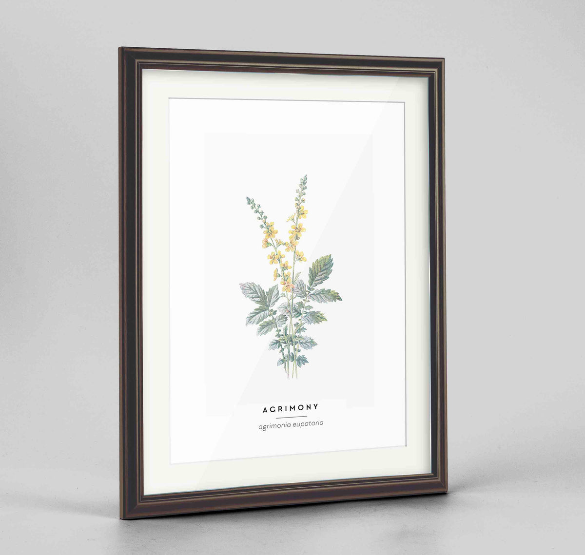 Agrimony Botanical Art Print - Framed