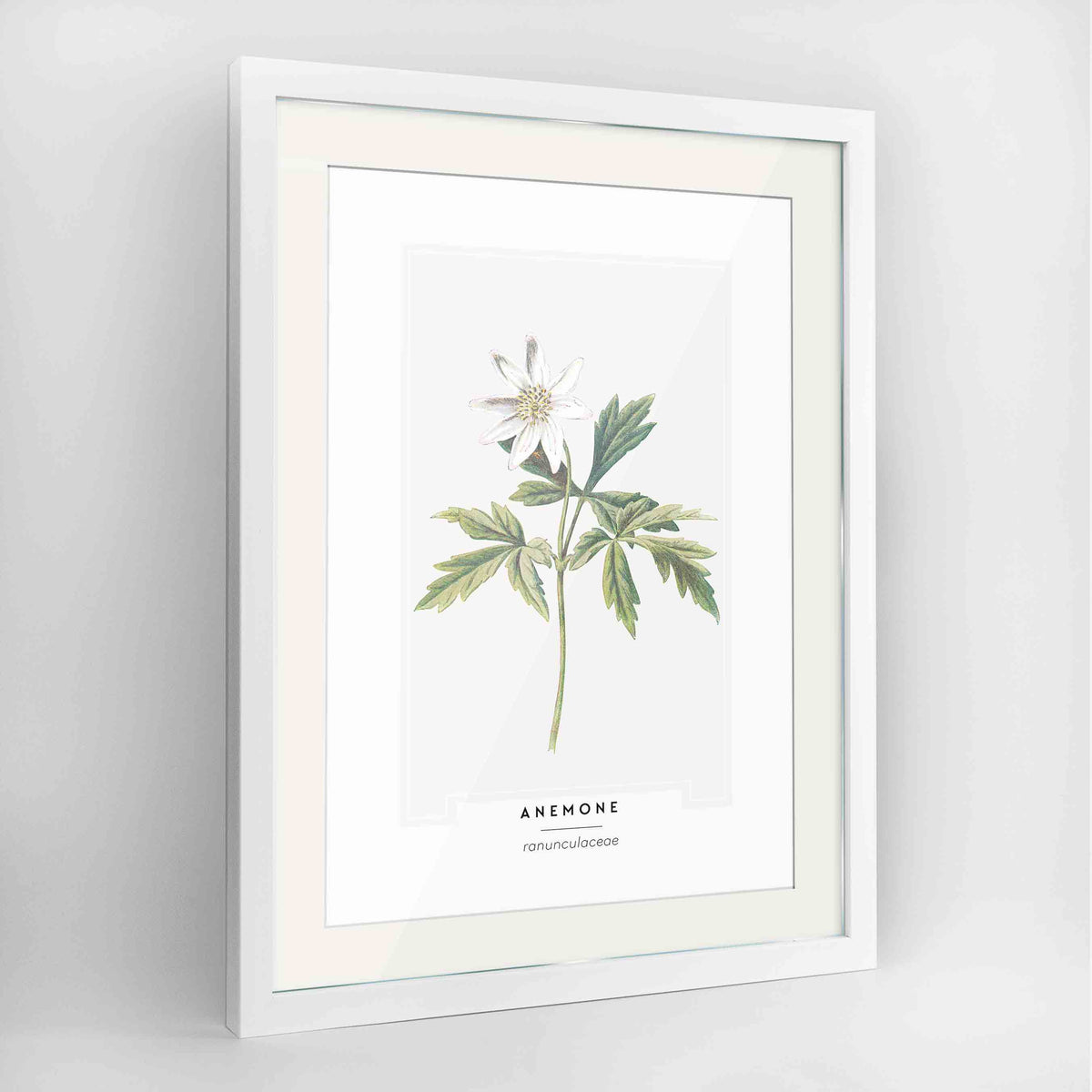 Anemone Botanical Art Print - Framed