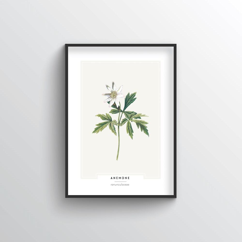 Anemone Botanical Art Print