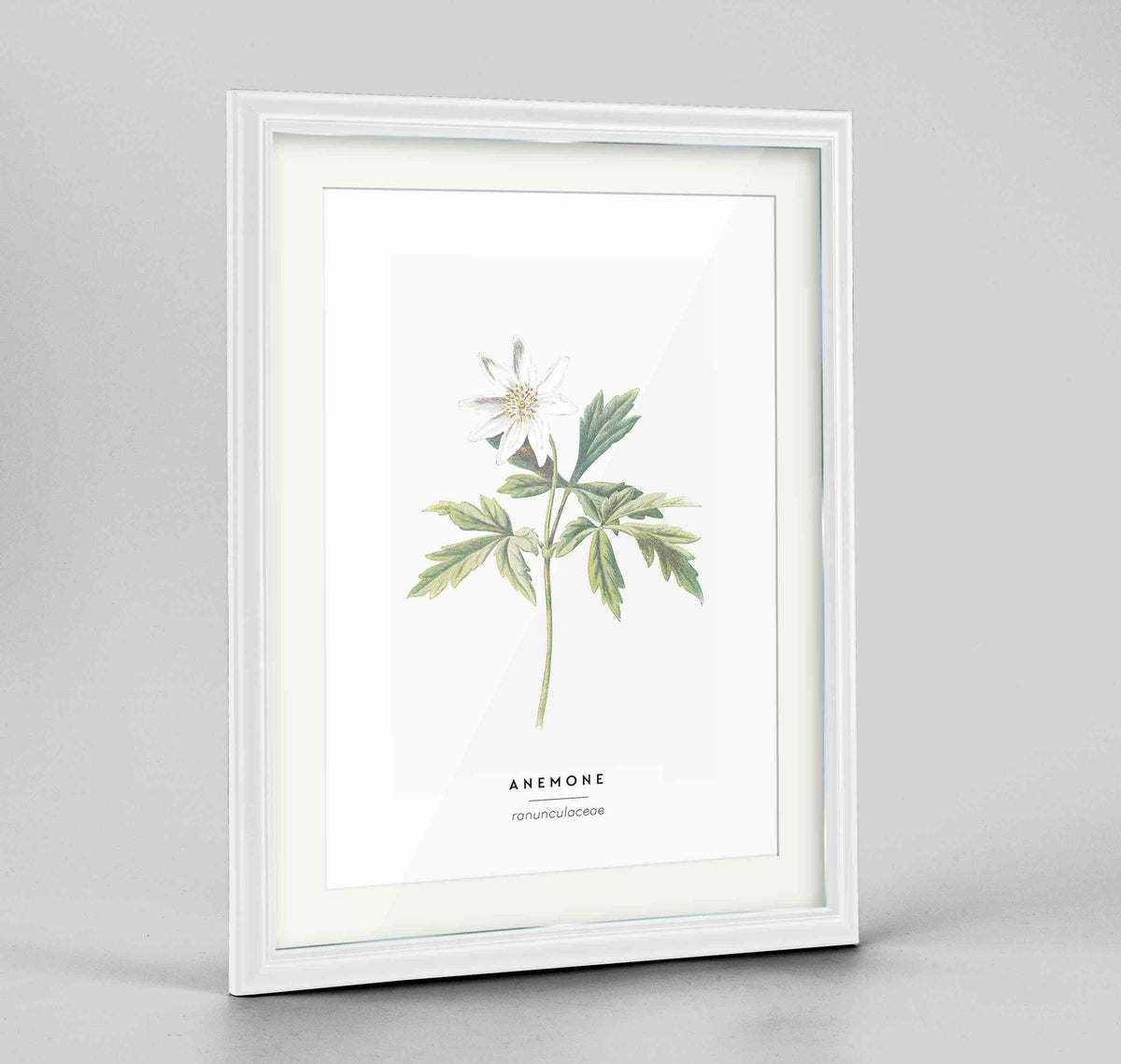 Anemone Botanical Art Print - Framed