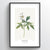 Anemone Botanical Art Print - Point Two Design