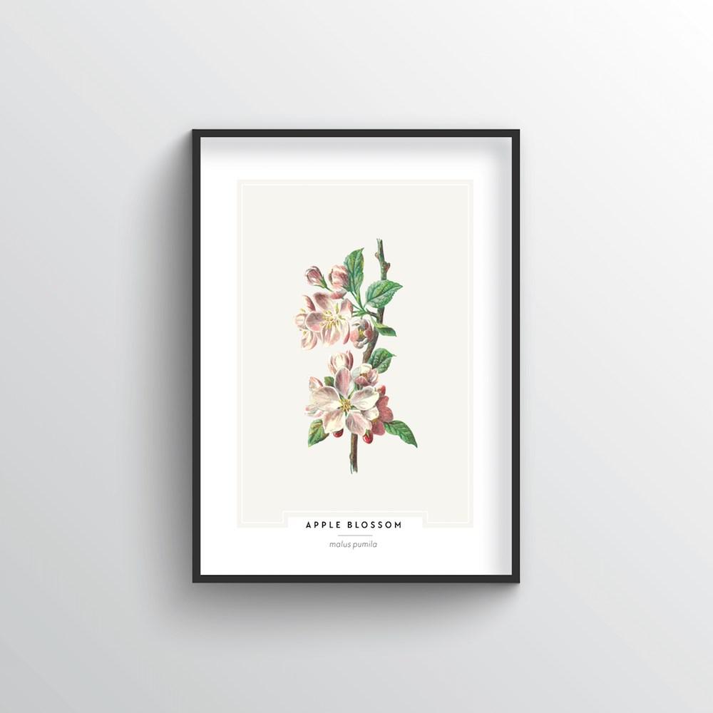 Apple Blossom Botanical Art Print