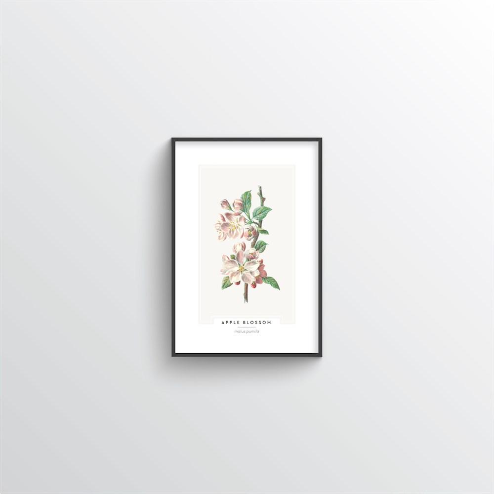 Apple Blossom Botanical Art Print - Point Two Design