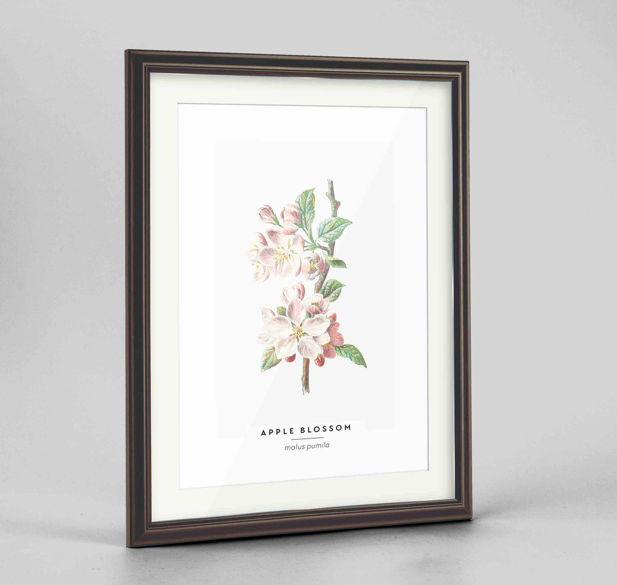 Apple Blossom Botanical Art Print - Framed