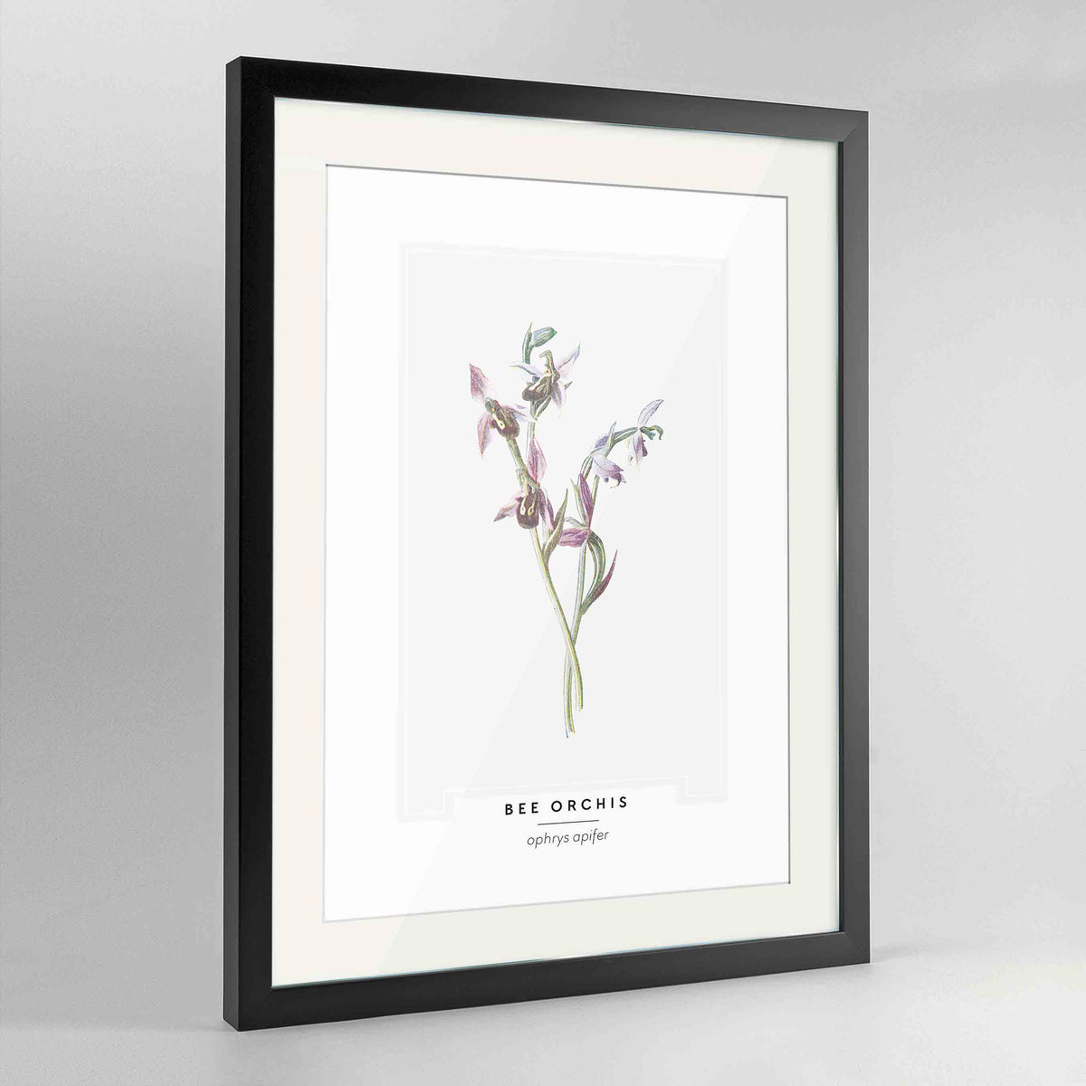 Bee Orchis Botanical Art Print - Framed