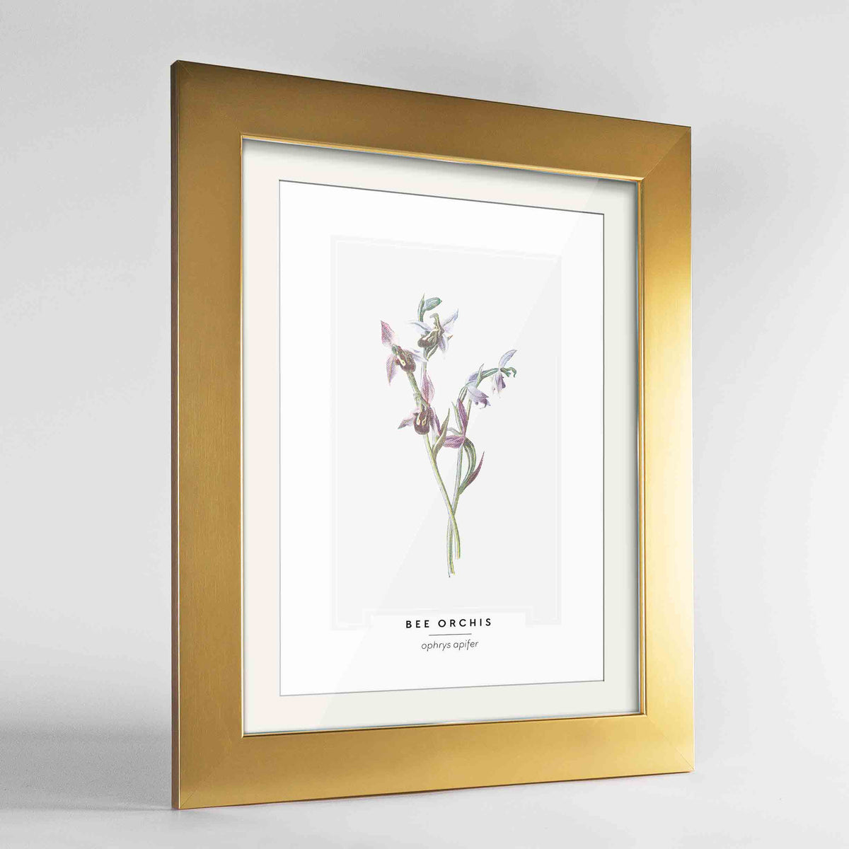 Bee Orchis Botanical Art Print - Framed