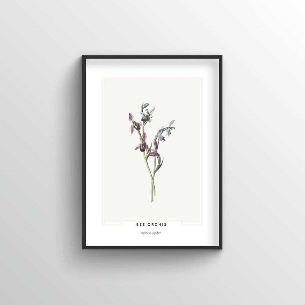 Bee Orchis Botanical Art Print