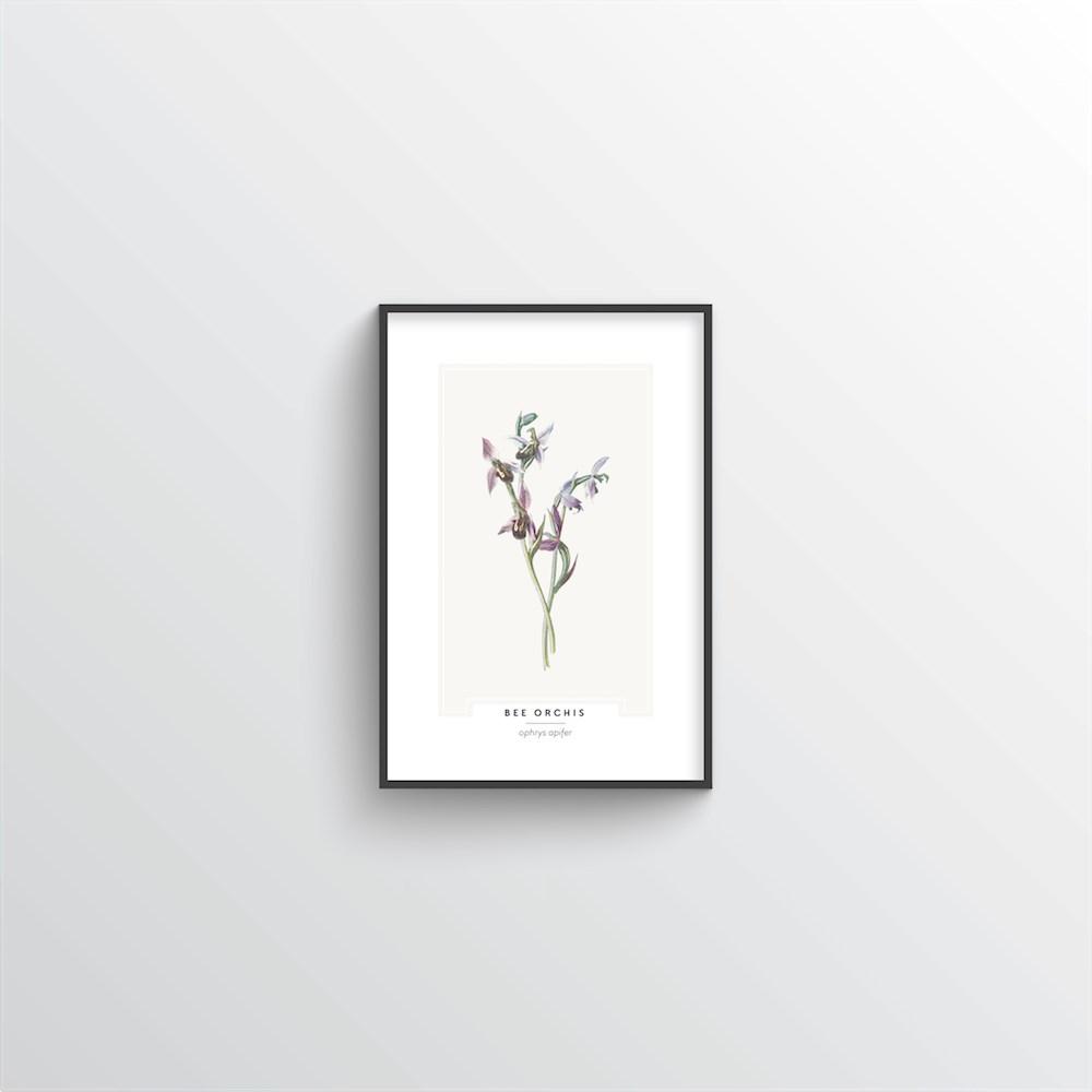 Bee Orchis Botanical Art Print - Point Two Design