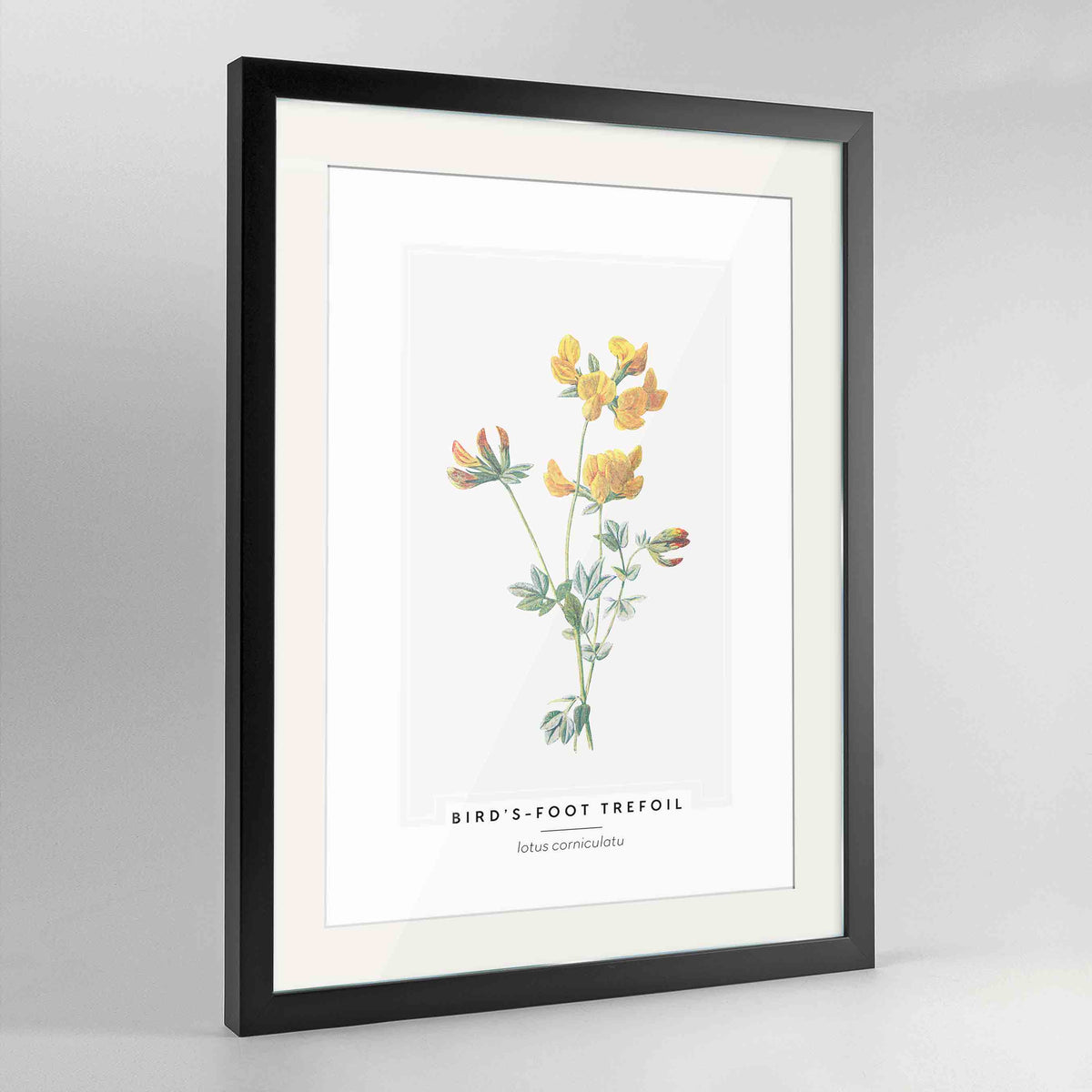Birds Foot Trefoil Botanical Art Print - Framed