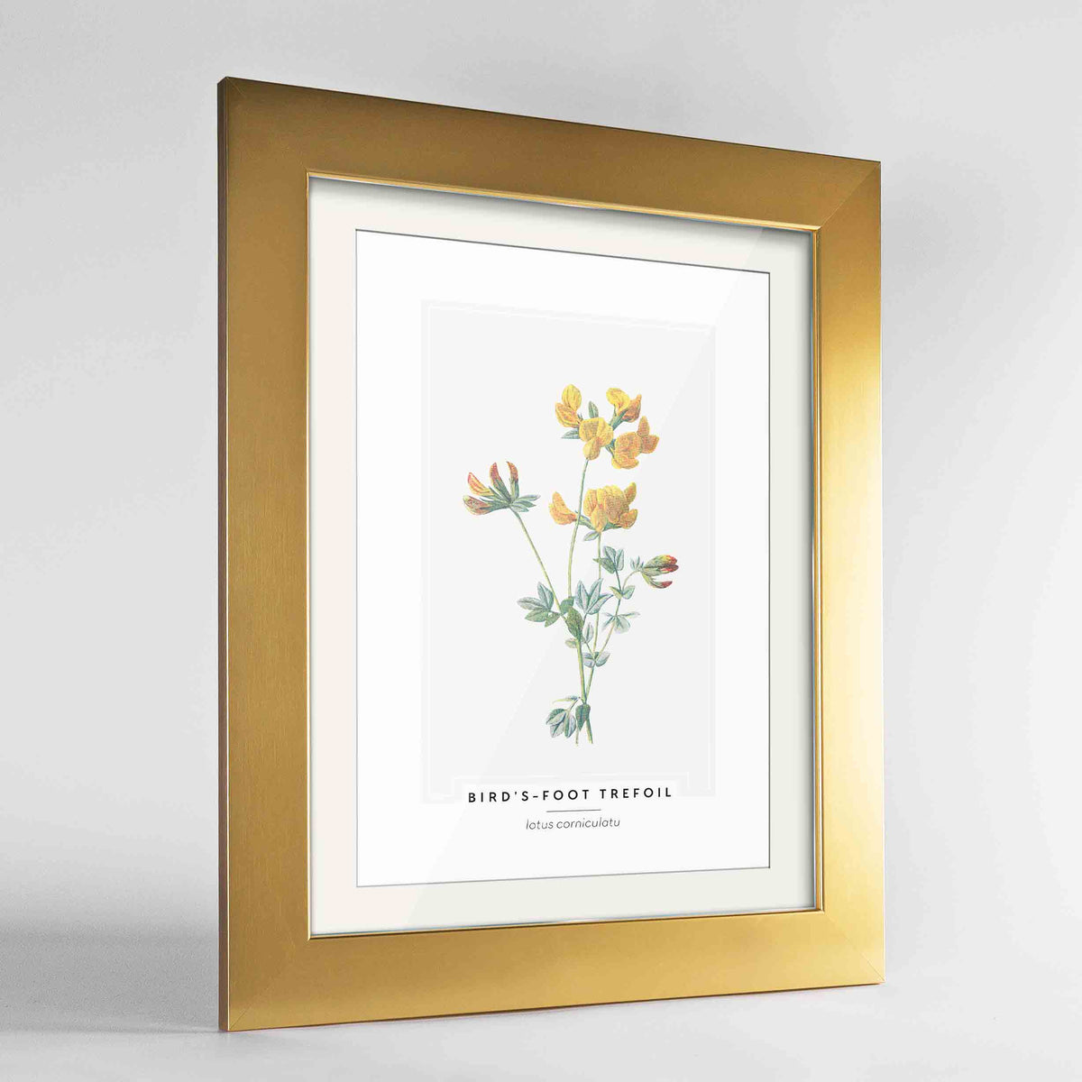Birds Foot Trefoil Botanical Art Print - Framed