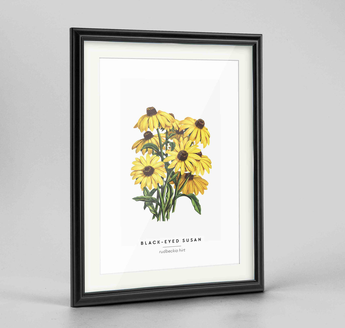 Black Eyed Susan Botanical Art Print - Framed