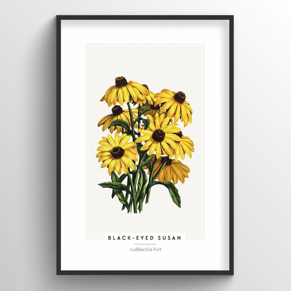 Black Eyed Susan Botanical Art Print - Point Two Design