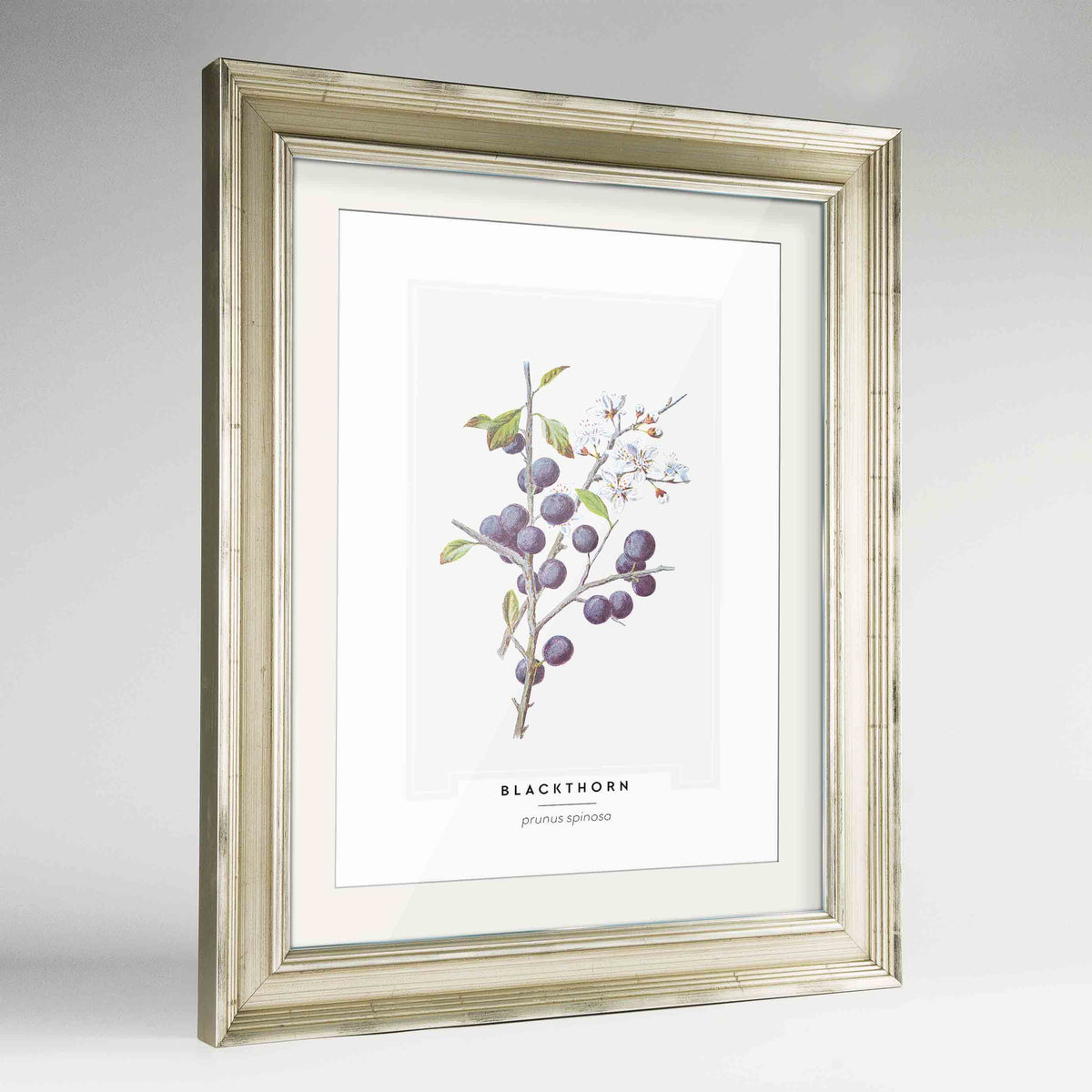 Blackthorn Botanical Art Print - Framed