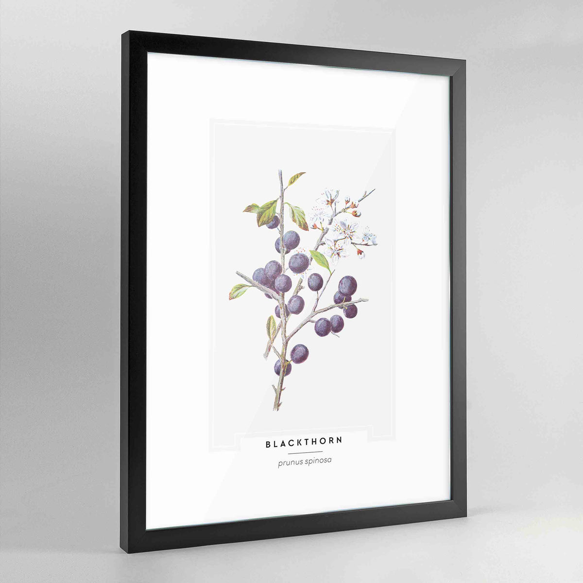 Blackthorn Botanical Art Print - Framed
