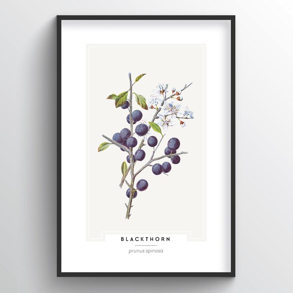 Blackthorn Botanical Art Print - Point Two Design