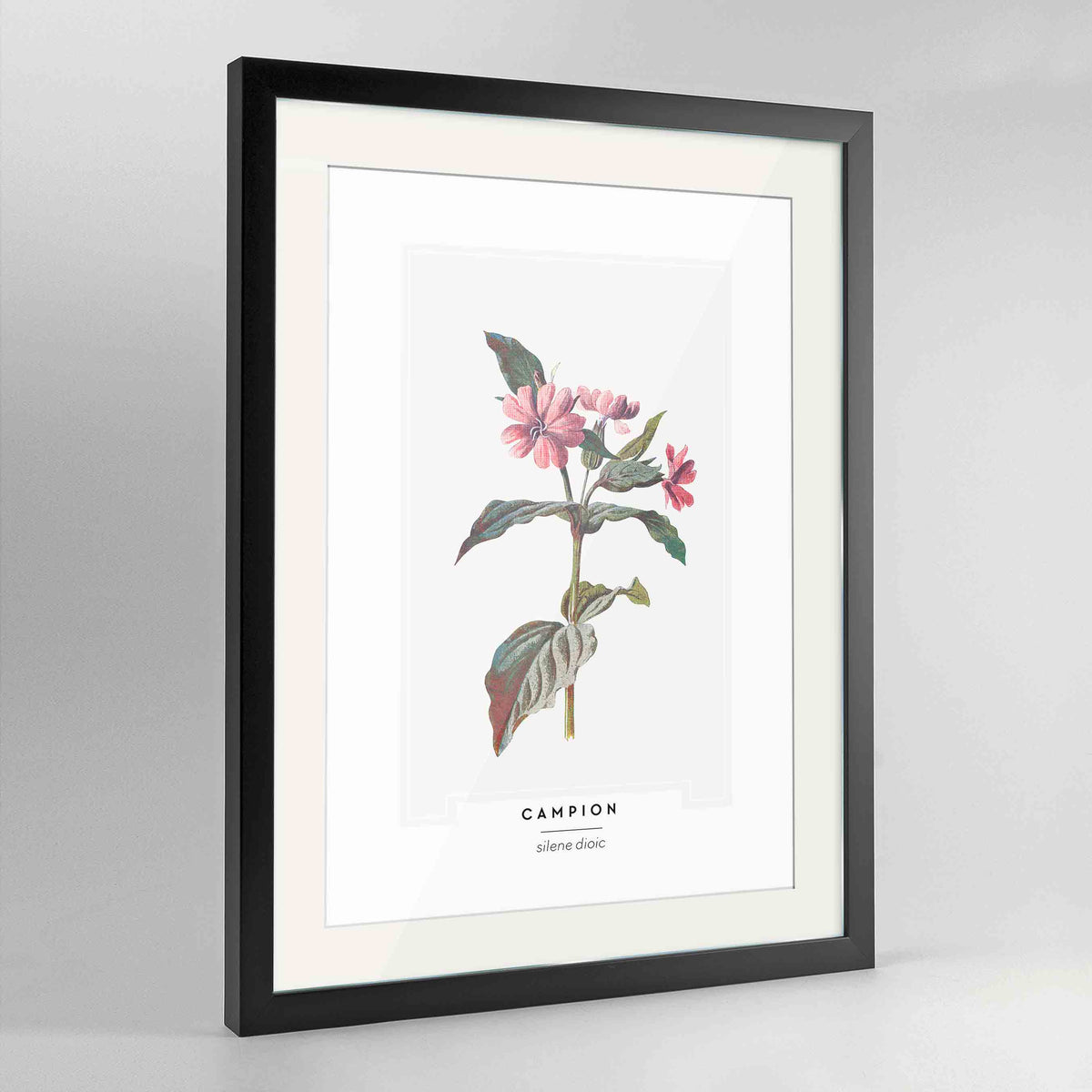 Champion Botanical Art Print - Framed