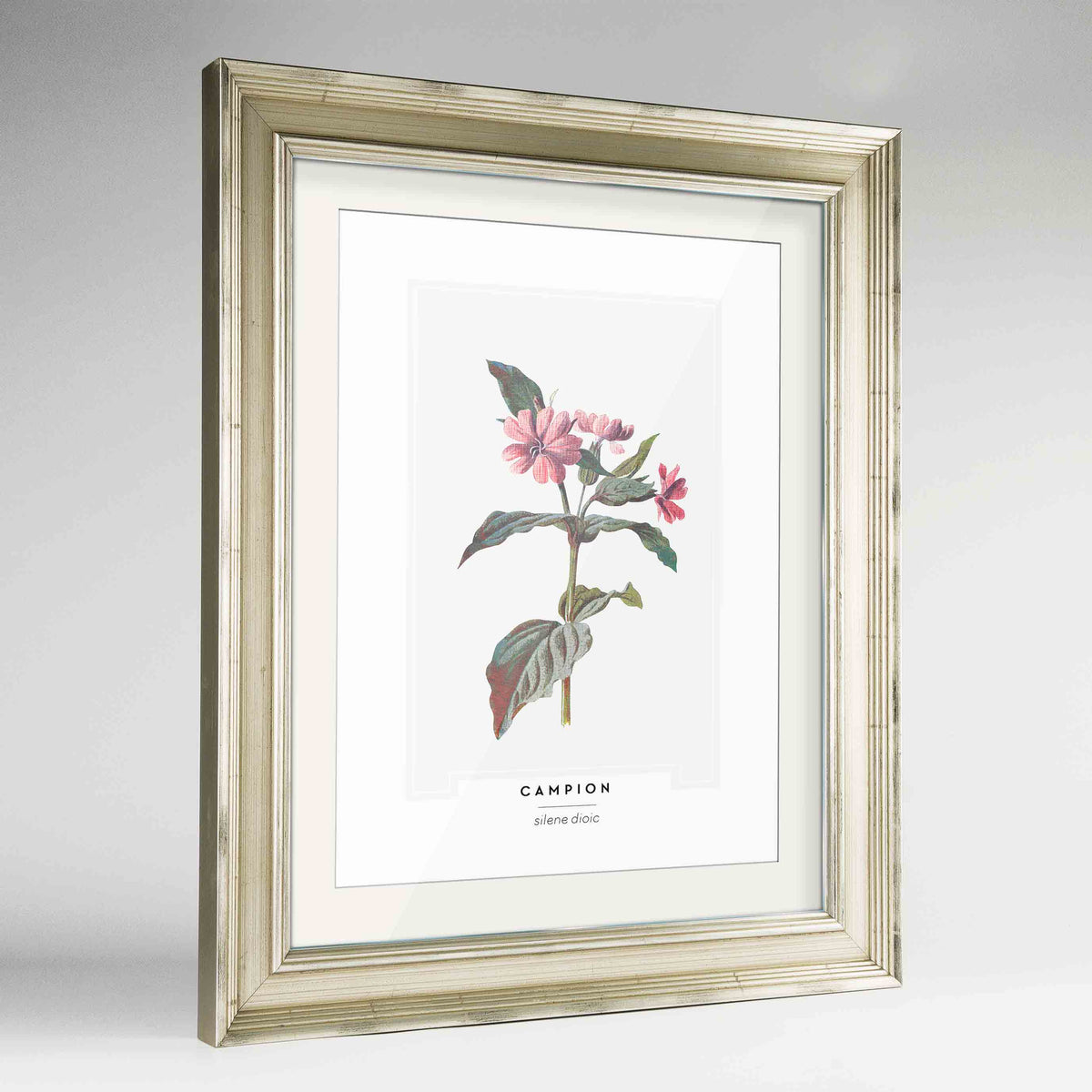 Champion Botanical Art Print - Framed