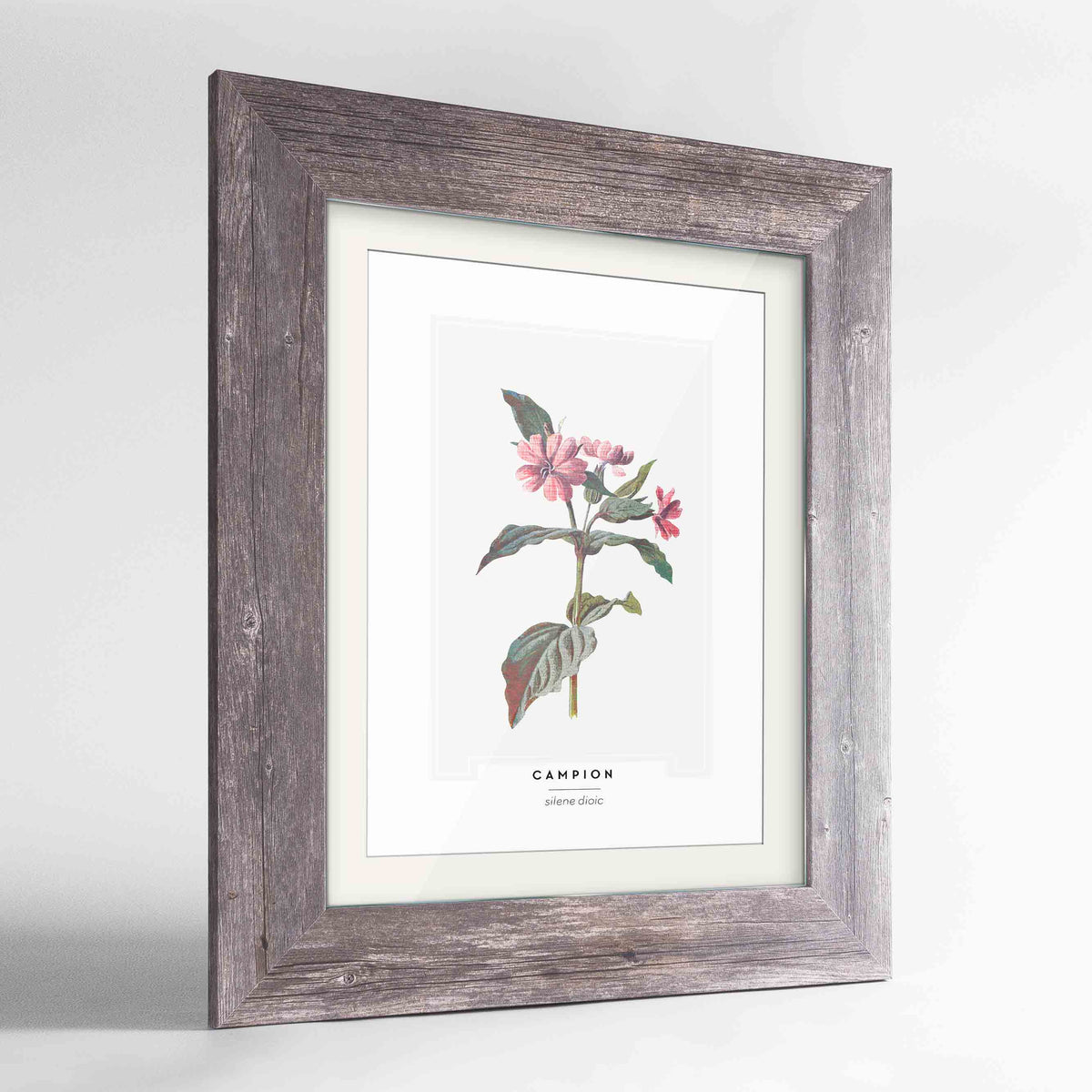 Champion Botanical Art Print - Framed