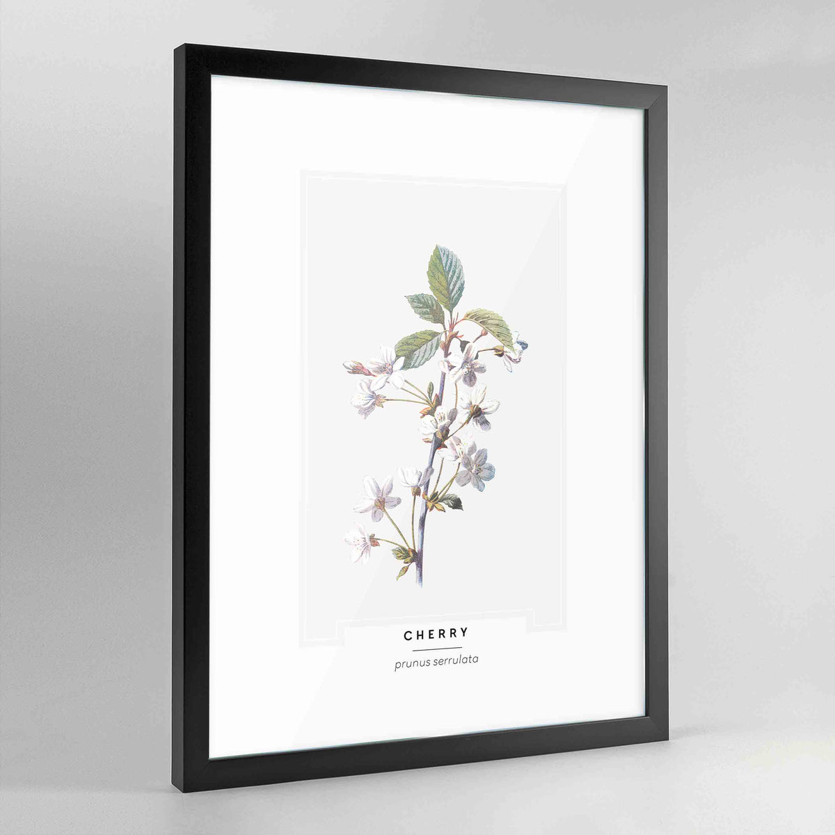 Cherry Blossom Botanical Art Print - Framed